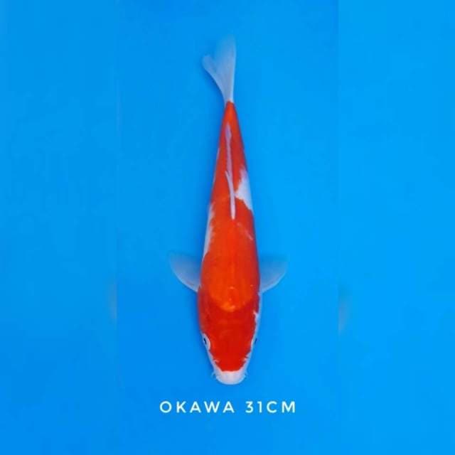 Kohaku import