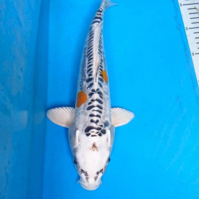 Kin kiko 32 cm