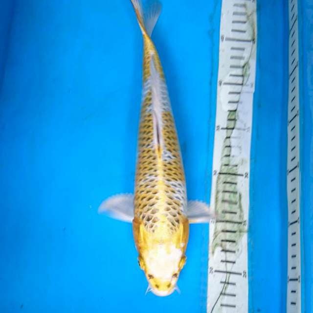 HARIWAKE 31 cm