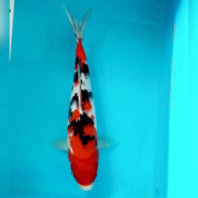 Sanke 31cm
