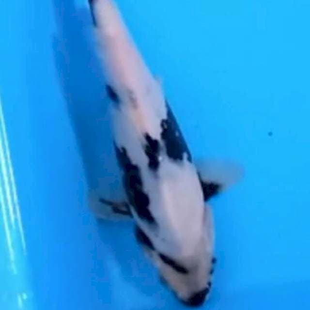 Shiro 25cm