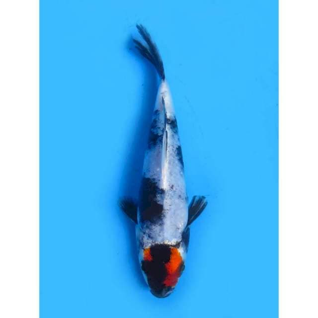Tancho Kin Showa SQ - 14cm
