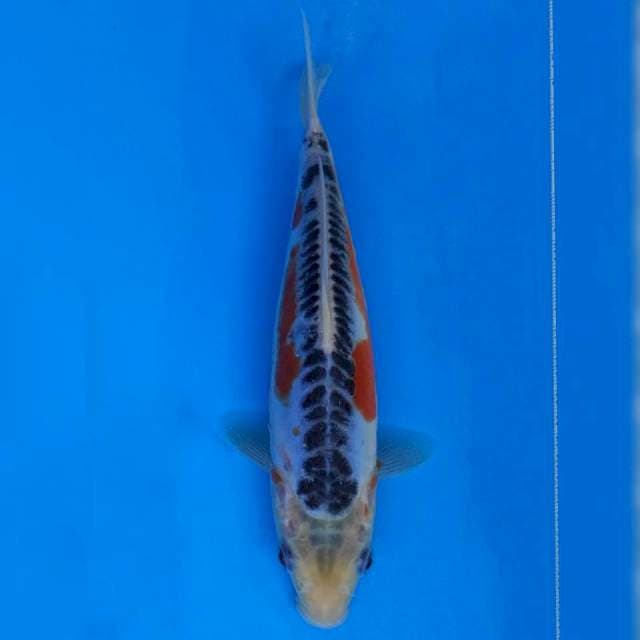 Yamaju Shusui