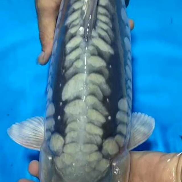 Soragoi aragoke punuk male 50 cm