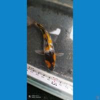 Showa Ginrin 15cm