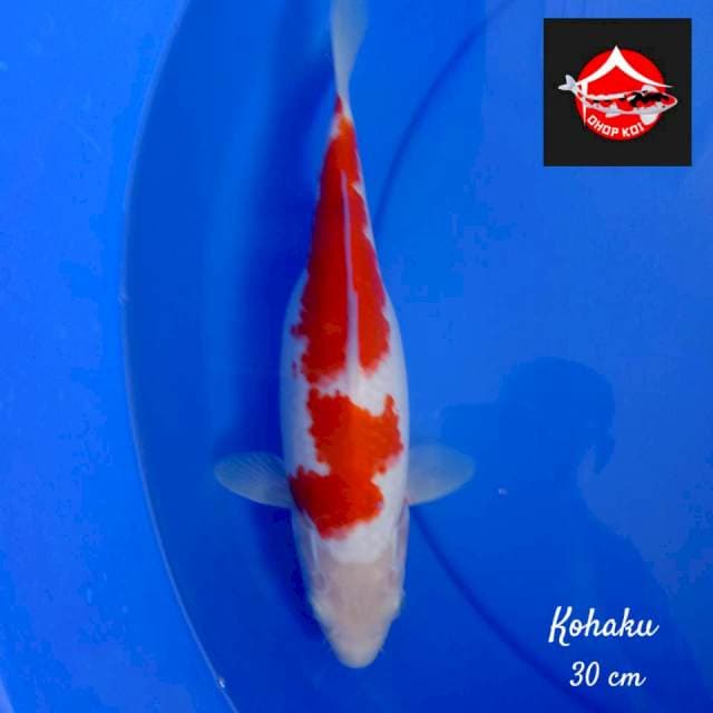 Kohaku 30 cm