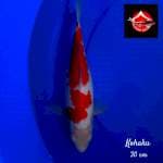 Kohaku 30 cm