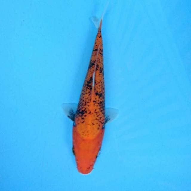 Beny matsukawabake