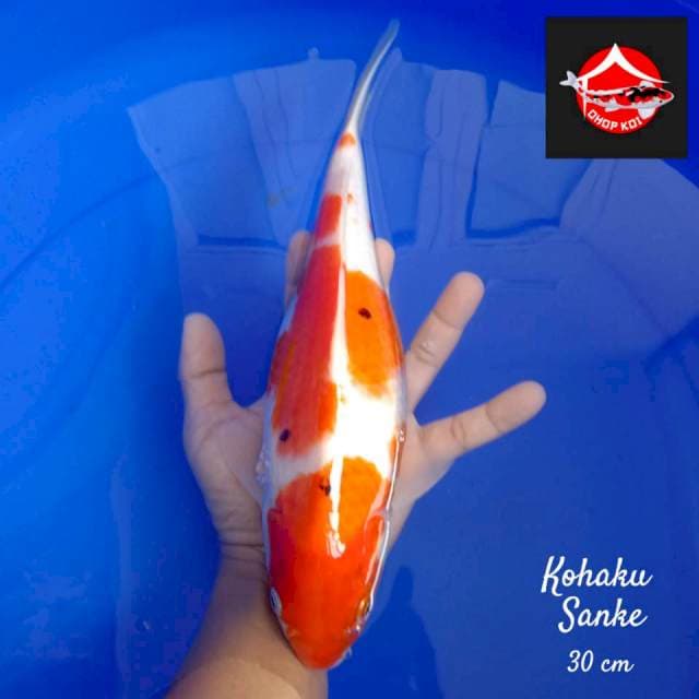 Kohaku sanke 30 cm