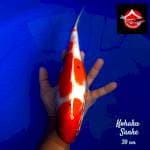 Kohaku sanke 30 cm
