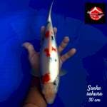 Sanke sakura 30 cm