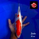Kohaku 30 cm