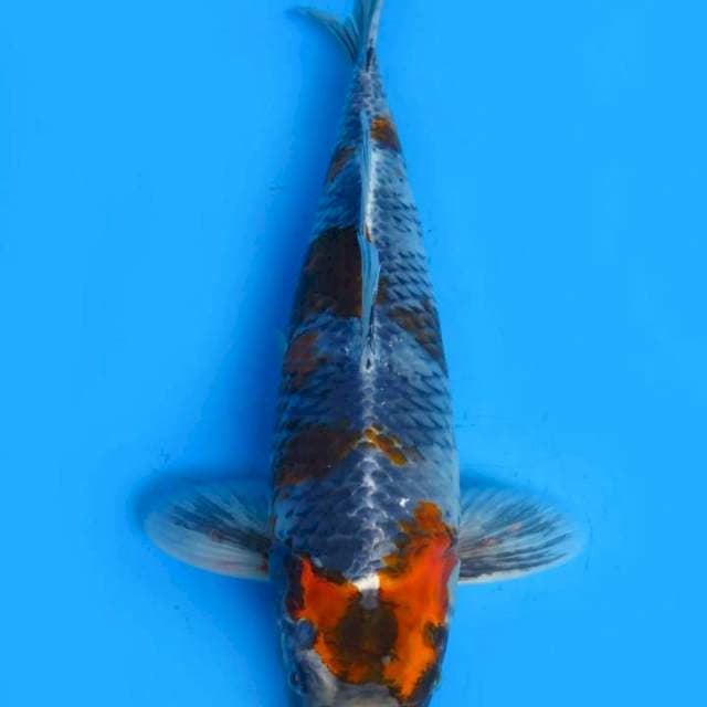 Showa kage 43cm
