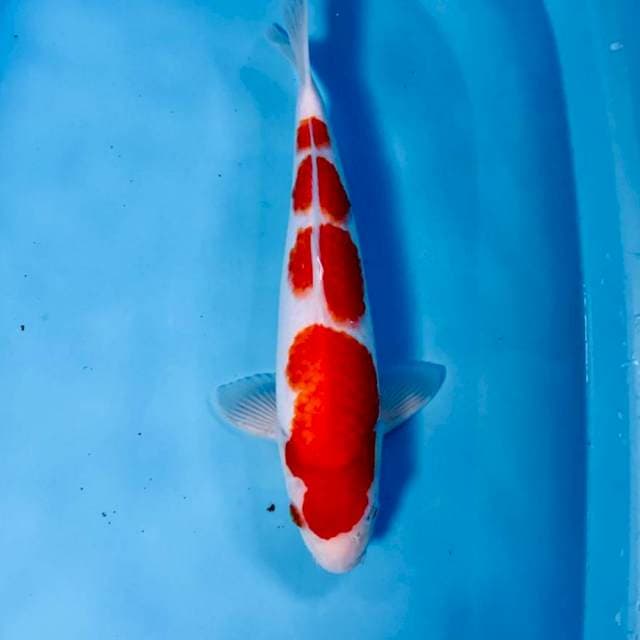 Kohaku, 35 cm