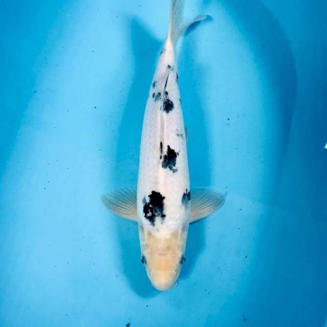 Bekko, 39 cm