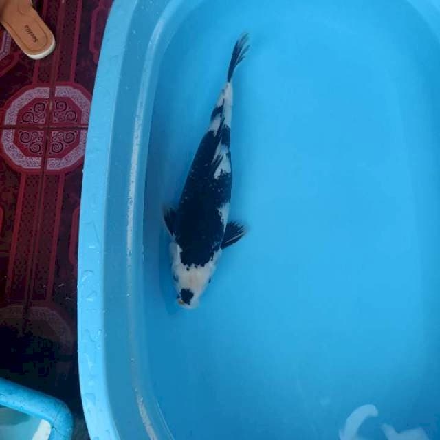 Shiro 45 cm