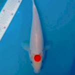 Tancho kohaku 27cm