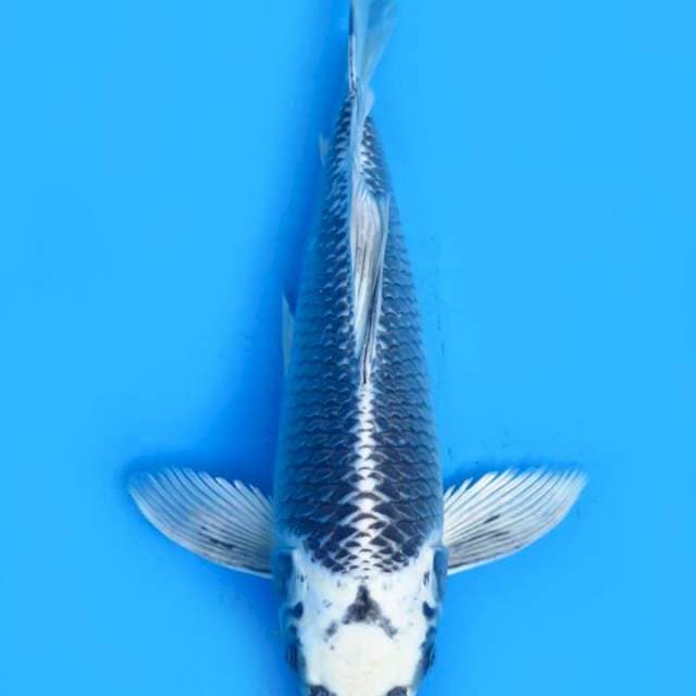 Kumpay 38cm