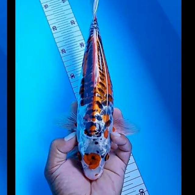 Kikuryu maruten 29 cm
