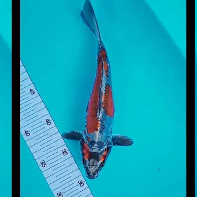Kikuryu 25 cm