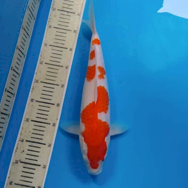 Kohaku ~42
