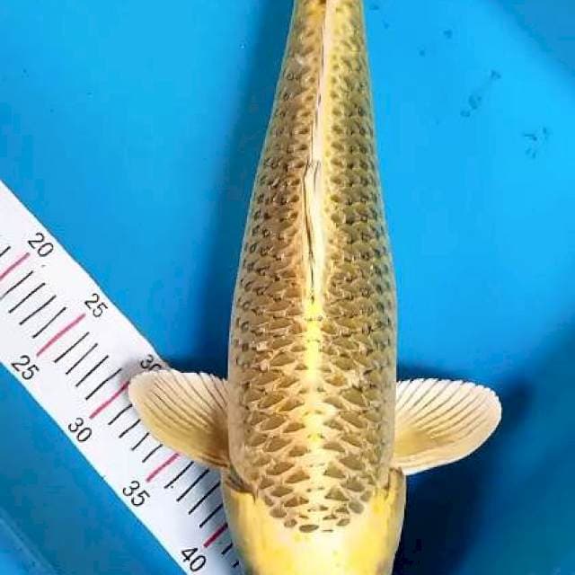 Jumbo botan f1 male 55 bu