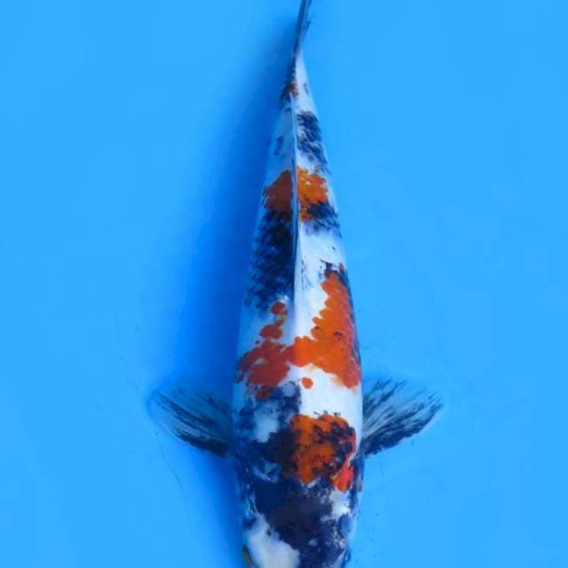 Showa 37cm