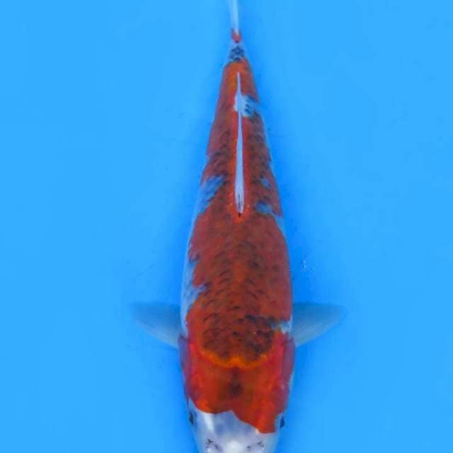 Goshiki 38cm