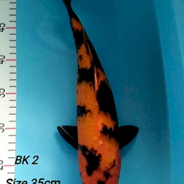 SHOWA HI UTSURI 35cm