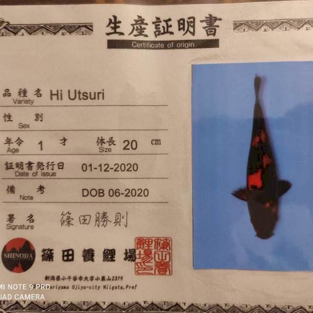 Shinoda hi Utsuri sertifikat