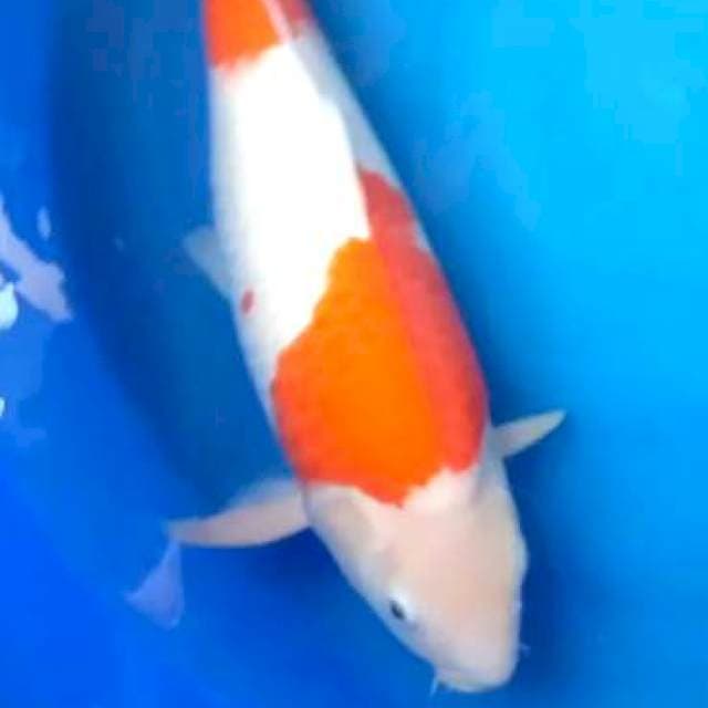 Kohaku Jumbo Punuk
