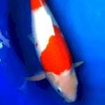 Kohaku Jumbo Punuk