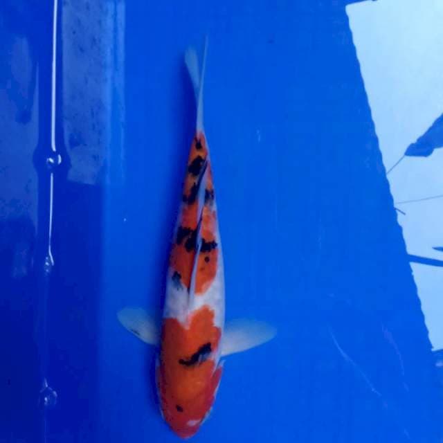 Sanke 24cm