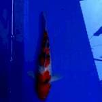 Sanke 24cm