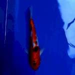 Sanke 28cm