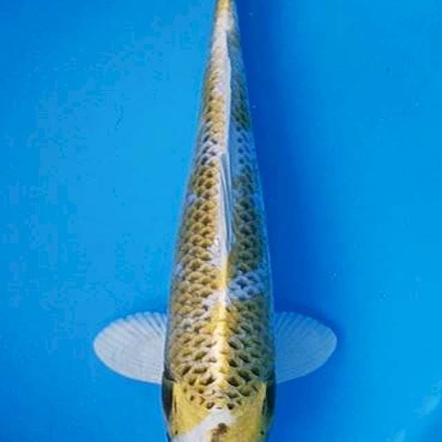 Hariwake kirin 28+cm