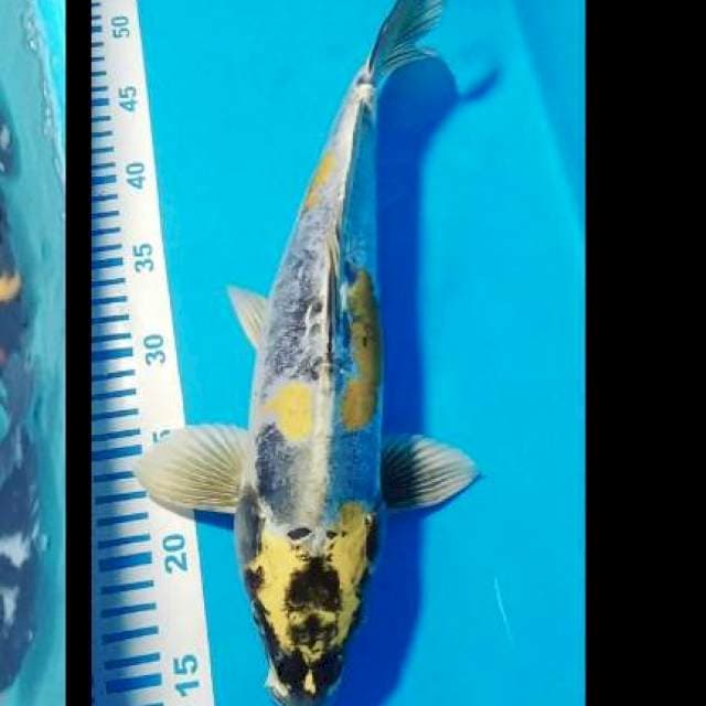 Kikokuryu 37cm