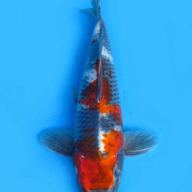 Showa kage 40cm