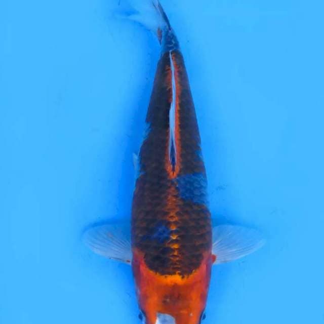 Beniginga 37cm