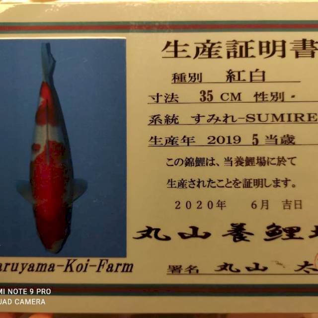 Maruyama kohaku sertifikat