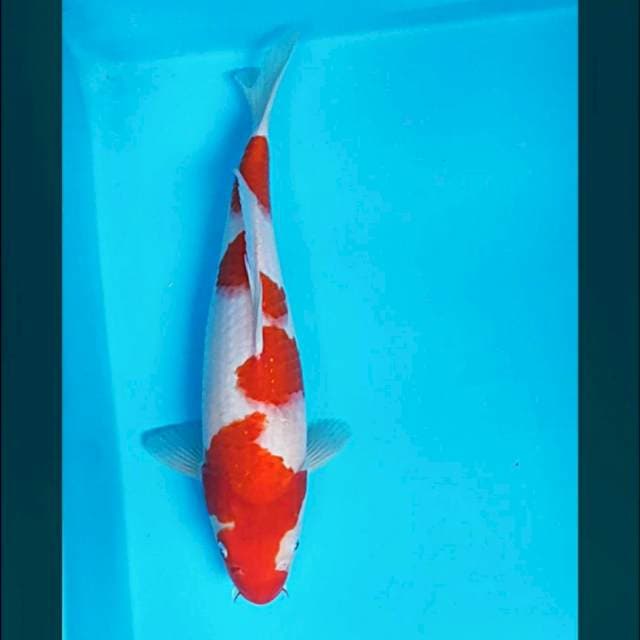Kohaku strong 33cm