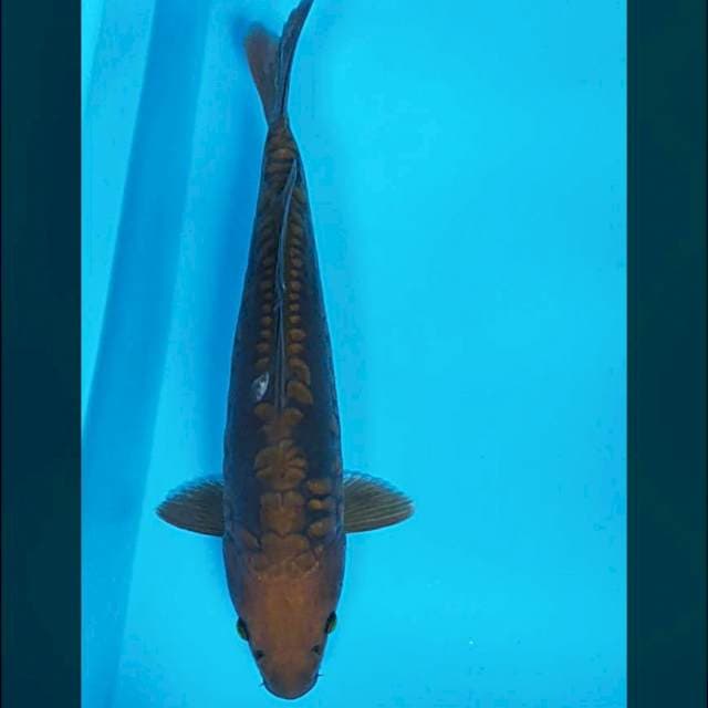 Chagoi aragoke 37cm