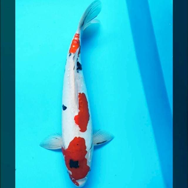 Doitsu sanke 35cm male