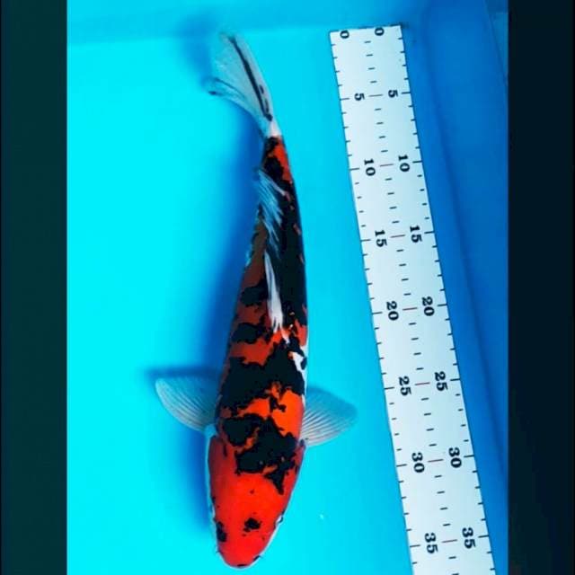 Doitsu sanke antik 33cm male