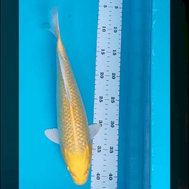 Ogon ginrin bersih 34cm male