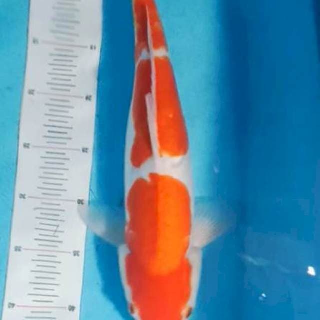 Kohaku doit 42cm