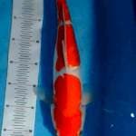 Kohaku doit 42cm