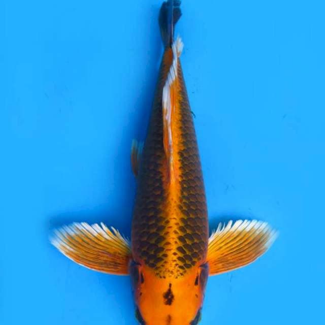 Gold matshuba metalik 45cm