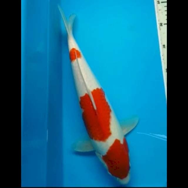 KOHAKU JANTAN PUNUK 36 Cm