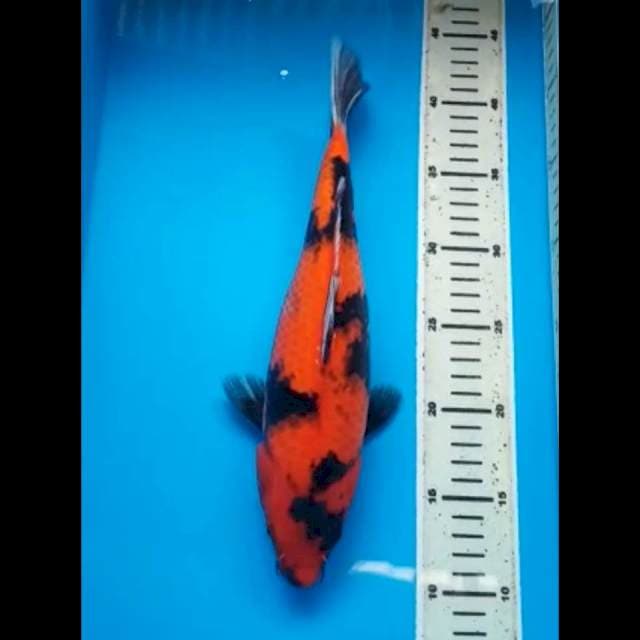 HI UTSURI 32 Cm